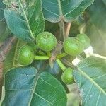Ficus luschnathiana fruit picture by Fonseca Wendel (cc-by-sa)
