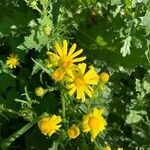 Senecio glaucus flower picture by Rina Jeger (cc-by-sa)