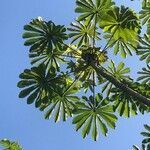 Cecropia obtusifolia leaf picture by Carlos Duque (cc-by-sa)