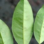 Eugenia pseudopsidium leaf picture by Jean-François Molino (cc-by-sa)