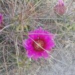 Echinocereus enneacanthus flower picture by Javier Almeda (cc-by-sa)