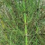 Equisetum giganteum habit picture by Trap Hers (cc-by-sa)