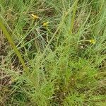 Bidens hildebrandtii habit picture by susan brown (cc-by-sa)