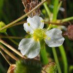 Alisma plantago-aquatica flower picture by Egon Krogsgaard (cc-by-sa)