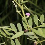 Tephrosia vicioides leaf picture by Nelson Zamora Villalobos (cc-by-nc)