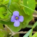 Bacopa caroliniana flower picture by Matthew Horrigan (cc-by-sa)