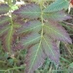 Rubus rosifolius leaf picture by Nathalie Romeuf (cc-by-sa)