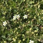 Arenaria controversa flower picture by Zoé Thivet (cc-by-sa)
