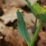 Euphorbia serrata leaf picture by Pierre GIRARD (cc-by-sa)