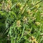 Astragalus cicer habit picture by Pierre GUDEL (cc-by-sa)