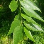 Celtis occidentalis leaf picture by Francis BurWei (cc-by-sa)