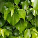 Hedera colchica leaf picture by The Byes (cc-by-sa)