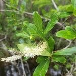 Cyrilla racemiflora leaf picture by Christa Chasteen (cc-by-sa)