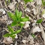 Mercurialis perennis leaf picture by Jitka (cc-by-sa)