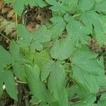 Caulophyllum thalictroides leaf picture by Eyvette (cc-by-sa)