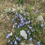 Campanula cochleariifolia habit picture by Alaskaa (cc-by-sa)