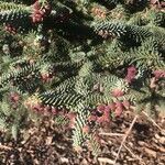 Abies pinsapo flower picture by Fer Retiro (cc-by-sa)