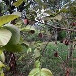 Combretum molle fruit picture by pascal revault (cc-by-sa)