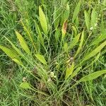 Sagittaria lancifolia habit picture by Jarod Dedeo (cc-by-sa)