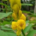 Senna alata flower picture by Wilma Baas (cc-by-sa)