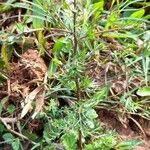 Lepidium bonariense habit picture by Trap Hers (cc-by-sa)