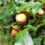 Diospyros glans fruit picture by Guillaume JUGE (cc-by-sa)
