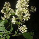 Mikania vitifolia flower picture by Nelson Zamora Villalobos (cc-by-nc)