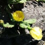 Opuntia humifusa flower picture by Alain Barbier (cc-by-sa)