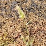 Polypogon monspeliensis habit picture by Maarten Vanhove (cc-by-sa)
