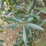 Ocotea acutifolia leaf picture by Makoto Makoto (cc-by-sa)