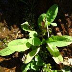 Willemetia stipitata leaf picture by Alain Bigou (cc-by-sa)