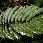 Senegalia hayesii leaf picture by Nelson Zamora Villalobos (cc-by-nc)