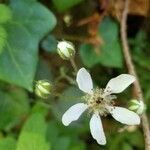 Rubus hispidus flower picture by Jodi hager (cc-by-sa)