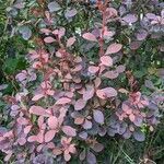 Berberis thunbergii habit picture by Sabina Hartmann (cc-by-sa)