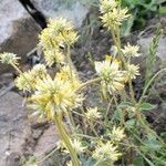 Gomphrena perennis habit picture by Trap Hers (cc-by-sa)