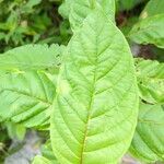 Cephalanthus occidentalis leaf picture by Marcus Woods (cc-by-sa)