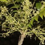 Zanthoxylum setulosum flower picture by Nelson Zamora Villalobos (cc-by-nc)