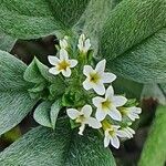 Heliotropium supinum flower picture by susan brown (cc-by-sa)