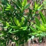 Hubertia ambavilla leaf picture by Emil Cham (cc-by-sa)