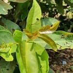 Syzygium samarangense leaf picture by Didi J. Santri (cc-by-sa)
