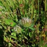 Trifolium cherleri flower picture by Jorge (cc-by-sa)