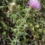 Cirsium discolor flower picture by steven Levenberg (cc-by-sa)
