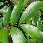 Xylia xylocarpa leaf picture by Chand Paltan (cc-by-sa)