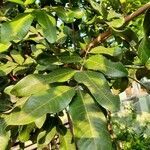 Dimocarpus longan leaf picture by Dea Puspha Annisa (cc-by-sa)