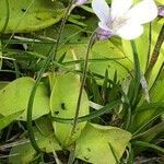 Pinguicula corsica leaf picture by Patrice Nodet (cc-by-sa)