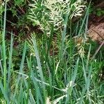 Glyceria maxima leaf picture by raven60 (cc-by-sa)