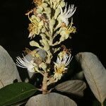 Couepia polyandra flower picture by Nelson Zamora Villalobos (cc-by-nc)