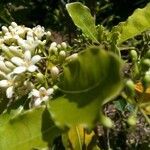 Pittosporum senacia flower picture by dominoel Dominique Grandgeorge (cc-by-sa)