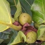 Ficus lyrata fruit picture by J (cc-by-sa)