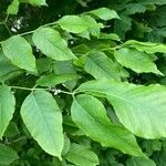 Fraxinus ornus leaf picture by maryvonne stallaerts (cc-by-sa)